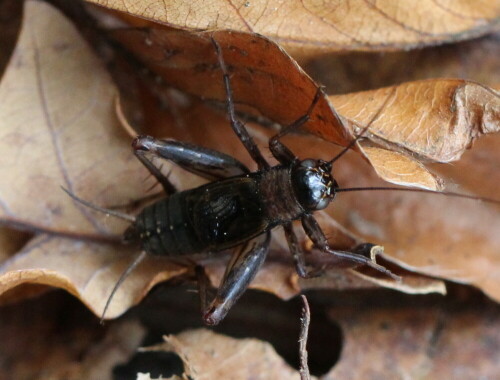 Mit seinen stark verkürzten Hinterflügeln kann er zwar nicht fliegen, aber kräftig zirpen. Das spätsommerliche Zirpkonzert erfüllt den Wald hinter unserem Haus.

Aufnameort: Marburg, An der Zahlbach, Garten 27.09.2014
Kamera: Canon EOS 600D, 1/125; 5,6; 100,0mm; ISO 1600