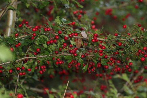 wintervorrat-fur-singvogel-12107.jpeg