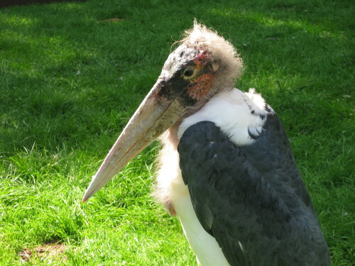 Marabu im Vogelpark Steinen (www.vogelpark-steinen.de)

Aufnameort: Steinen im Schwarzwald
