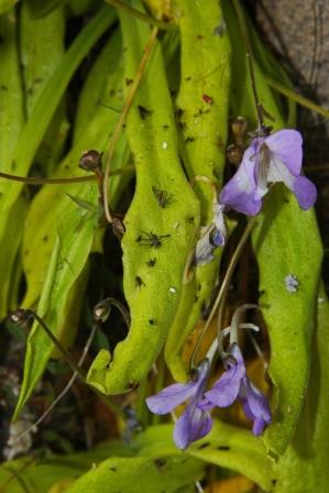 fettkraut-mit-gefangenen-insekten-12227.jpeg