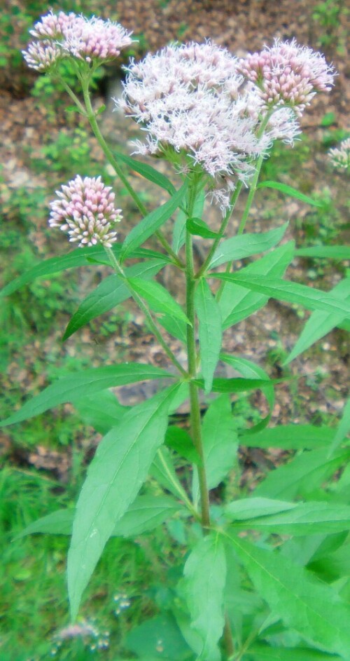 gewohnlicher-wasserdost-eupatorium-cannabinum-l-12123.jpeg