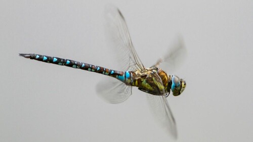 eine Blaue Mosaikjungfer

Aufnameort: Penna am See
Kamera: Canon 7D