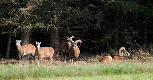 wilde-mufflons-im-sonnenlicht-am-waldrand-12258.jpeg