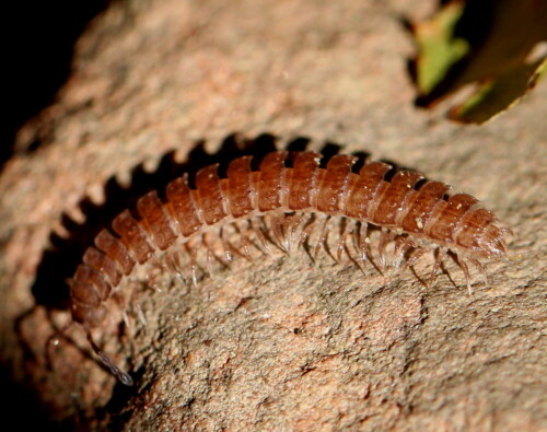 Nach dem Bild nicht sicher bestimmbar; da ich aber nur 19 Segmente zähle, wahrscheinlich Brachydesmus superus. Lebt in Anzahl in der Bodenstreu. Dieser wurde von mir aufgescheucht, als ich etwas Eichenlaub beiseite fegte. Ich erwischte ihn gerade noch, bevor er sich kopfüber wieder in die Bodenstreu stürzte.

Aufnameort: Marburg, An der Zahlbach, Garten 04.10.2014
Kamera: Canon EOS 600D, 1/160; 5,6; 100,0mm; ISO 100