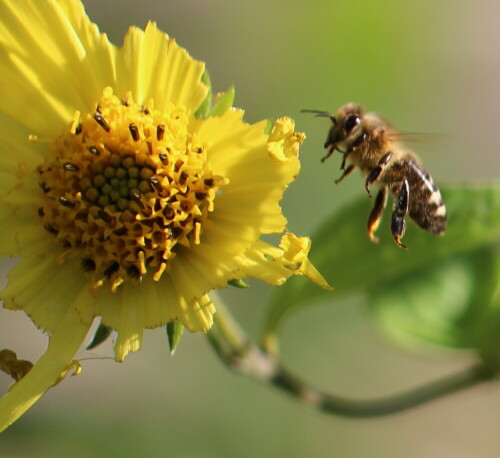 Schnecken und auch manche Käfer haben ein Faible für die Kronblätter der Sonnenblume.

Aufnameort: Marburg, An der Zahlbach, Vorgarten 04.10.2014
Kamera: Canon EOS 600D, 1/800; 2,8; 100,0mm; ISO 100