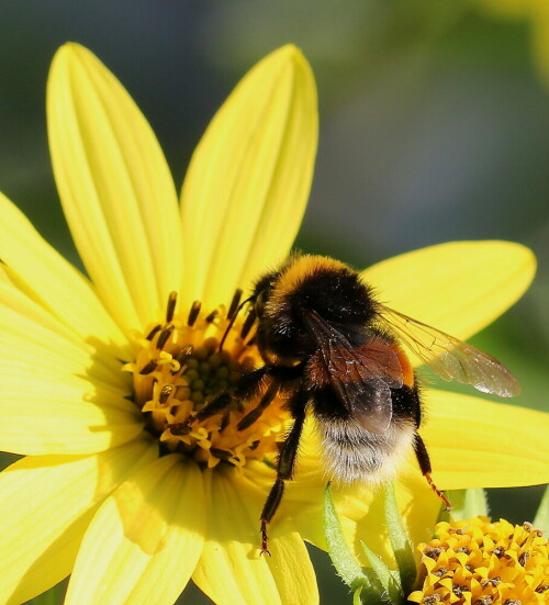 erdhummel-bombus-terrestris-12265.jpeg