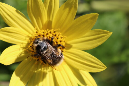 erdhummel-bombus-terrestris-mit-glatze-12264.jpeg