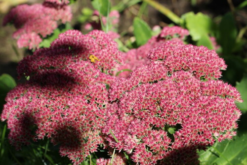 purpur-fetthenne-sedum-telephium-12262.jpeg