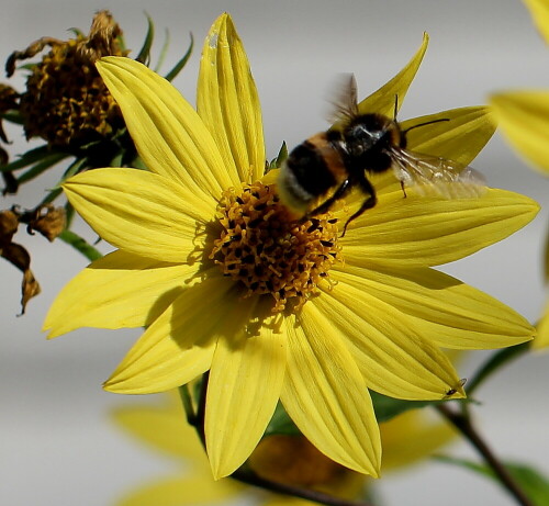 Erdhummel startet.

Aufnameort: Marburg, An der Zahlbach, Vorgarten 04.10.2014
Kamera: Canon EOS 600D, 1/1250; 5,0; 100,0mm; ISO 100