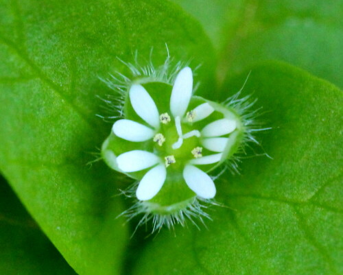 Früher ein beliebtes Heilkraut; eine winzige Blüte, aber es ist "alles dran". Wurde gegen rheumatische Beschwerden und Gelenkschmerzen angewendet.

Aufnameort: Marburg, An der Zahlbach, Garten 04.10.2014
Kamera: Canon EOS 600D, 1/160; 5,6; 100,0mm; ISO 2500