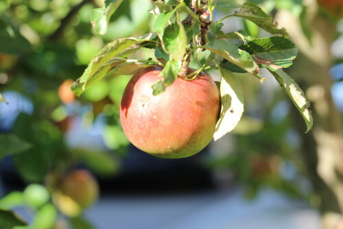 Über 100 Äpfel trug unser Baum in diesem Jahr, und die meisten waren ansehnlich und gesund!

Aufnameort: Marburg, An der Zahlbach, Vorgarten 04.10.2014
Kamera: Canon EOS 600D, 1/125; 5,6; 100,0mm; ISO 160