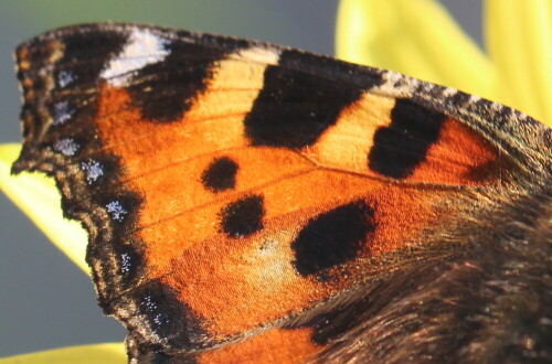 vorderflugel-des-kleinen-fuchses-aglais-urticae-12261.jpeg