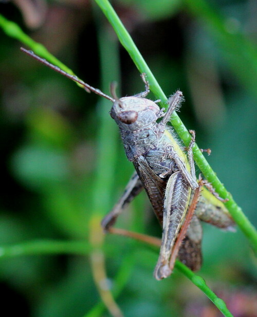 bauner-grashupfer-corthippus-brunneus-12317.jpeg