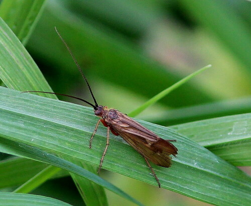 Der Flügelrand ist zerfressen - Verletzung oder Missbildung. Fliegen kann sie damit immer noch.

Aufnameort: Ohm bei Großseelheim, 05.10.2014
Kamera: Canon EOS 600D, 1/250; 5,6; 171,0mm; ISO 400