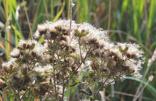 Ein leichter Windhauch - und die ersten Flugsamen lösen sich von ihrer Basis

Aufnameort: Amöneburg, Westhang, 05.10.2014
Kamera: Canon EOS 600D, 1/250; 5,6; 200,0mm; ISO 160