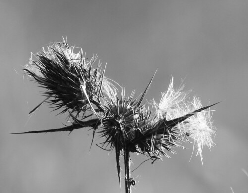 

Aufnameort: Marburg, Lahnberge 05.10.2014
Kamera: Canon EOS 600D 1/400; 5,6; 250,0mm; ISO 160