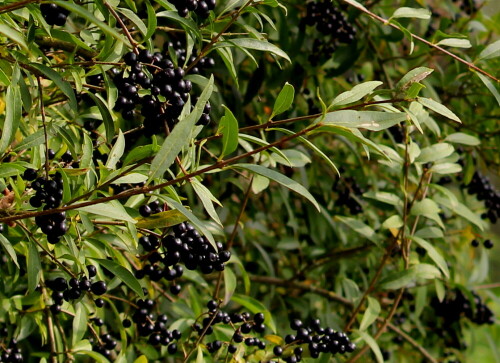 fruchte-des-gemeinen-ligusters-ligustrum-vulgare-12378.jpeg