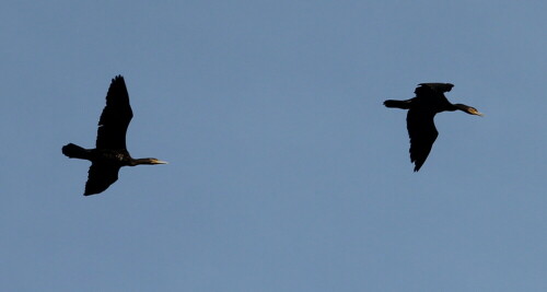 

Aufnameort: Ohm bei Großseelheim, 05.10.2014
Kamera: Canon EOS 600D, 1/400; 9,0; 123,0mm; ISO 100