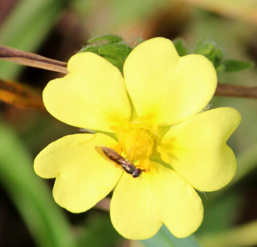 kriechendes-fingerkraut-potentilla-reptans-12346.jpeg