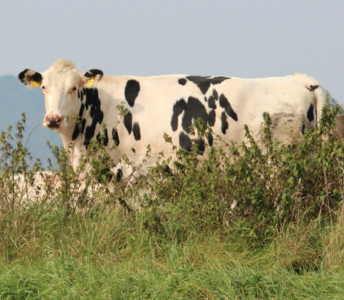 

Aufnameort: Ohm bei Großseelheim, 05.10.2014
Kamera: Canon EOS 600D, 1/200; 16,0; 179,0mm; ISO 400