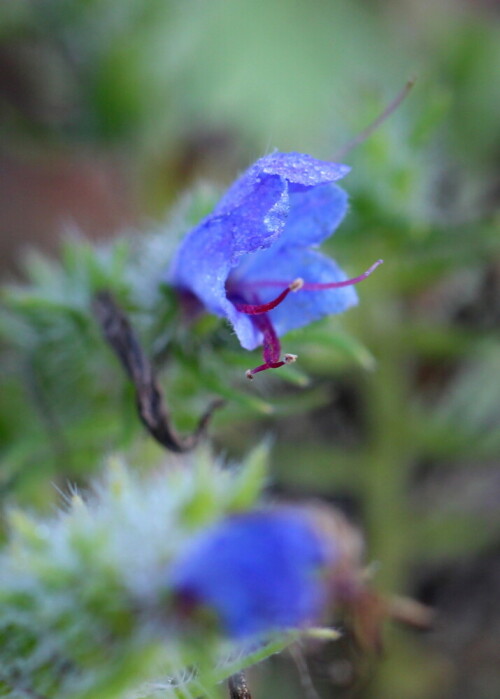 natternkopf-echium-vulgare-spat-erbluht-12319.jpeg