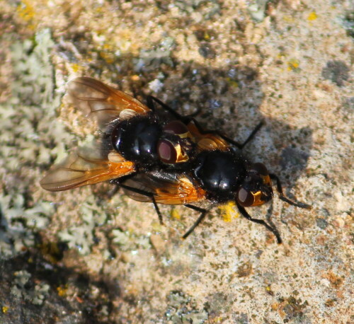 Sie haben goldene Gesichtsmasken...ihre Larven leben in Pferde- oder Rindermist, wo sie den Larven anderer Insekten nachstellen.

Aufnameort: Ruine Amöneburg
Kamera: Canon EOS 600D, 1/400; 5,6; 250,0mm; ISO 160