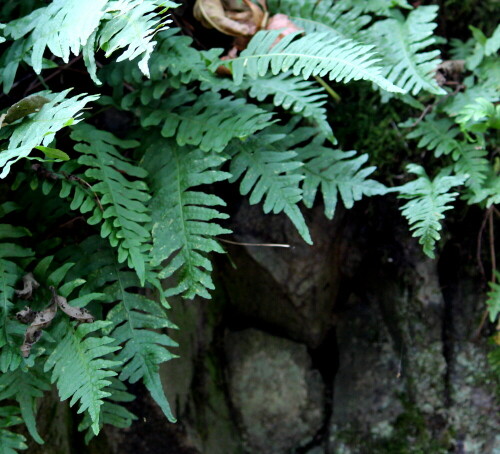 tupfelfarn-polypodium-vulgare-an-basaltmauer-12330.jpeg