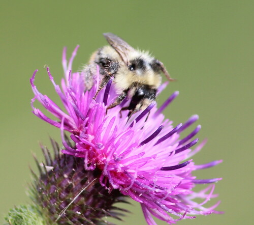 waldhummel-bombus-sylvarum-auf-distel-12359.jpeg