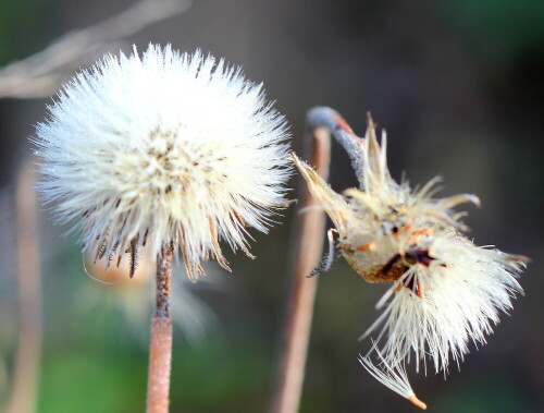 

Aufnameort: Amöneburg, Westhang, 05.10.2014
Kamera: Canon EOS 600D, 1/125; 5,6; 100,0mm; ISO 200