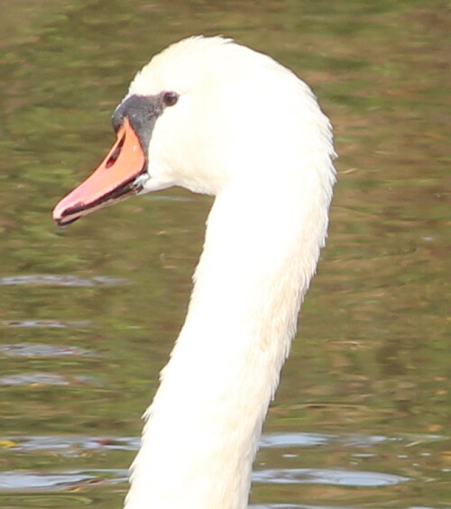 weiblicher-hockerschwan-cygnus-olor-im-profil-12342.jpeg