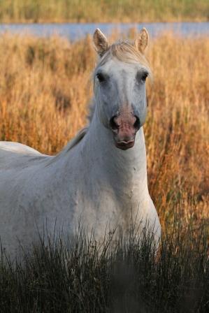 camargue-pferd-12414.jpeg