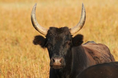 camargue-stier-12415.jpeg