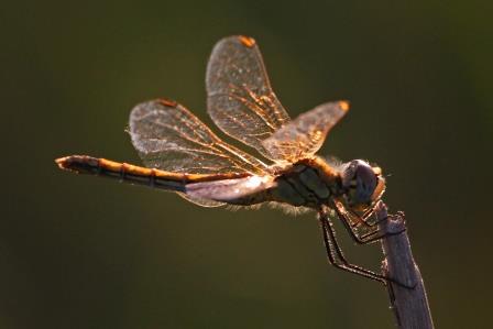 libelle-im-gegenlicht-12441.jpeg