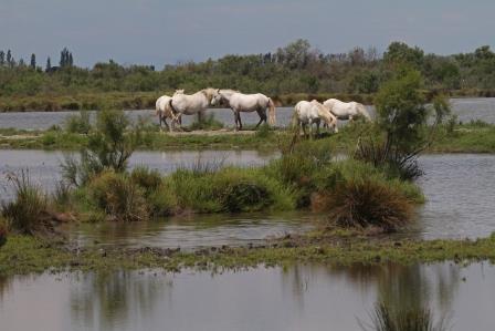 

Aufnameort: f camargue
