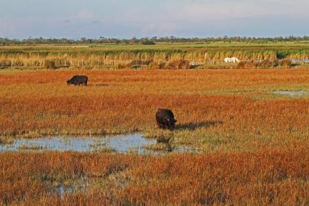 

Aufnameort: f camargue
