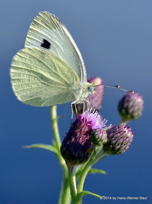 Grosser Kohlweißling  (Pieris brassicae) auf Distelblüte

Aufnameort: 78073 Bad Dürrheim
Kamera: NIKON D5100