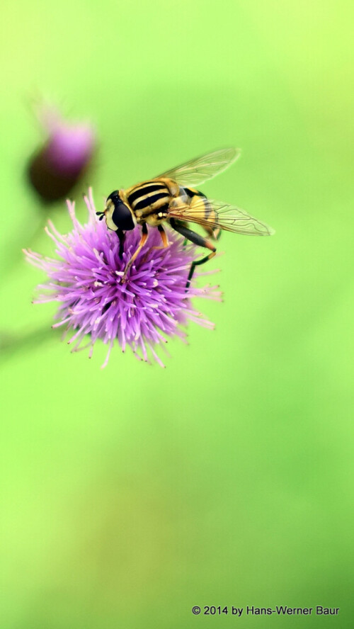 Große Sumpfschwebfliege (Helophilus pendulus) sonnt sich auf einer Distelblüte

Aufnameort: 78073 Bad Dürrheim
Kamera: NIKON D5300