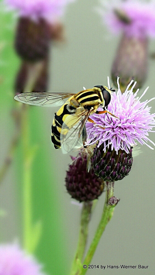 Eine Große Sumpfschwebfliege (Helophilus pendulus) an einer Distelblüte

Aufnameort: 78073 Bad Dürrheim
Kamera: NIKON D5300