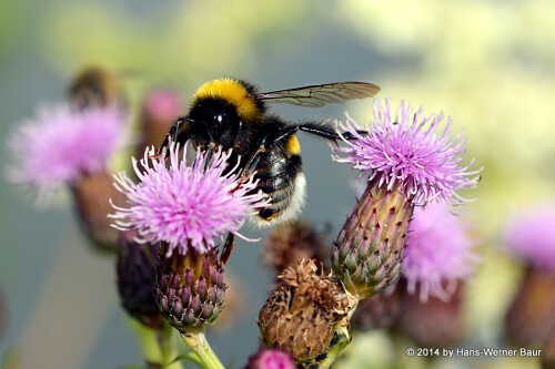 erdhummel-bombus-terrestris-auf-distelblute-12252.jpeg