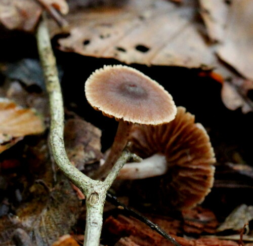 

Aufnameort: Marburg, An der Zahlbach, Garten 12.10.2014
Kamera: Canon EOS 600D, 1/125; 5,6; 100,0mm; ISO 3200