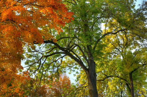 Herbstfarben im Feldgehölz.

Aufnameort: Weidenbach (Mittelfranken)
Kamera: Nikon D300