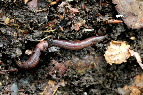 Regenwurm Lumbricus terrestris mit Clitellum unter einem verrottenden Holzstück

Aufnameort: Marburg, An der Zahlbach, Garten 12.10.2014
Kamera: Canon EOS 600D, 1/50; 5,6; 100,0mm; ISO 3200