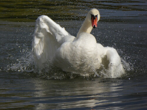 hockerschwan-beim-baden-16261.jpeg