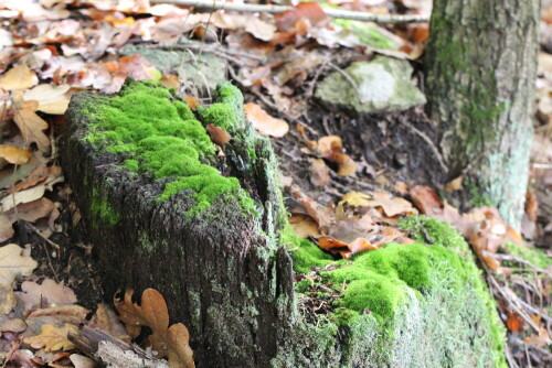 

Aufnameort: Marburg, An der Zahlbach, Garten 12.10.2014
Kamera: Canon EOS 600D, 1/125; 5,6; 100,0mm; ISO 3200