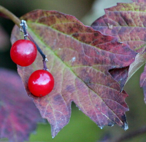 gewohnlicher-schneeball-viburnum-opulus-12455.jpeg