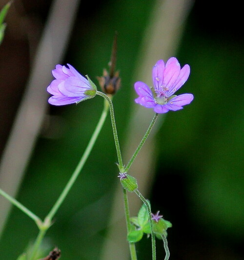 kleiner-storchschnabel-geranium-pusillum-12460.jpeg