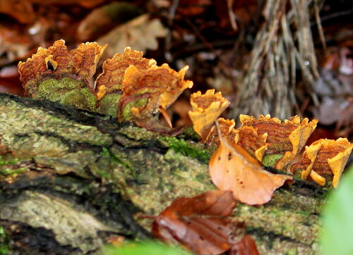 

Aufnameort: Lahnberge östlich von Marburg 19.10.2014
Kamera: Canon EOS 600D, 1/60; 4,0; 55,0mm; ISO 400