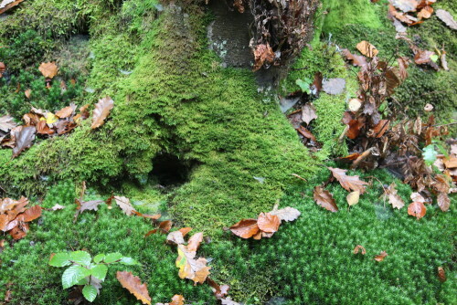 

Aufnameort: Lahnberge östlich von Marburg 19.10.2014
Kamera: Canon EOS 600D, 1/80; 4,0; 55,0mm; ISO 100