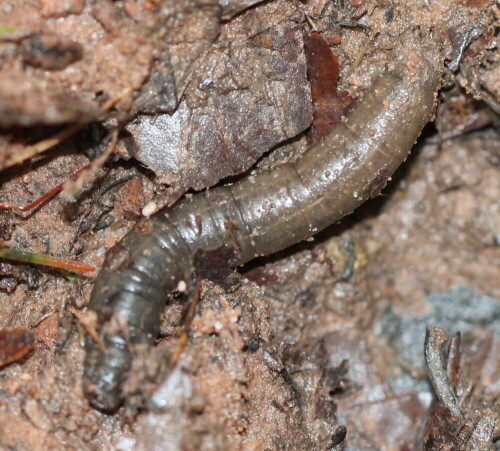 Lebt in der Laubschicht der Wälder und verwandelt das Herbstlaub zu Humus - neben vielen anderen Helfern wie Pilzen, Asseln, Schnecken, Insekten und...und...

Aufnameort: Lahnberge östlich von Marburg 19.10.2014
Kamera: Canon EOS 600D, 1/60; 4,0; 100,0mm; ISO 400