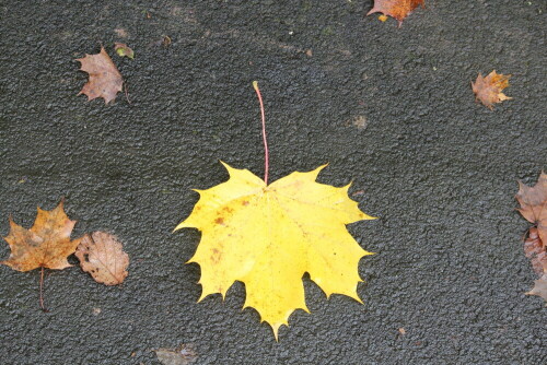 

Aufnameort: Marburg, Alter Kirchhainer Weg, 19.10.2014
Kamera: Canon EOS 600D, 1/80; 5,6; 55,0mm; ISO 400